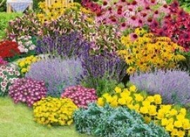 mein-schoener-garten-staudenbeet-blooms-for-months-29-pflanzen---e8ed587d-aaec-4702-9aa9-458e9acce0f1 (1)3